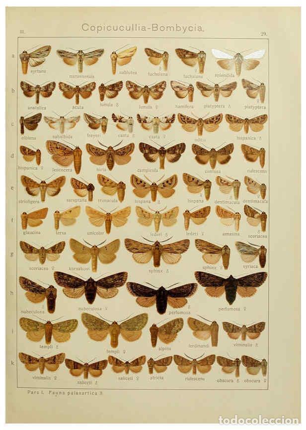 Collezionismo di Riviste e Giornali: Reproducci&oacute;n/Reproduction 6119683227: The Macrolepidoptera of the world. v.3. plates Stuttgart,Seitz