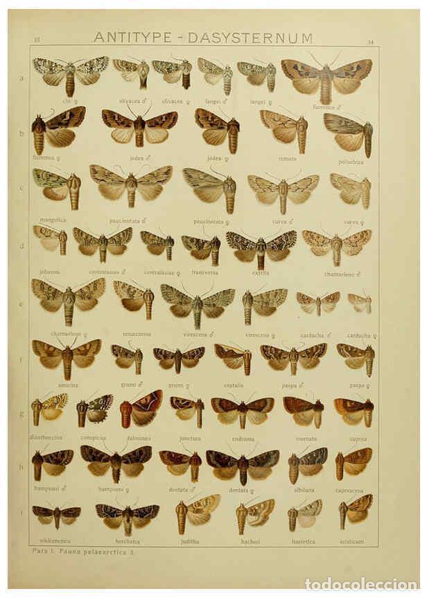 Collezionismo di Riviste e Giornali: Reproducci&oacute;n/Reproduction 6119684079: The Macrolepidoptera of the world. v.3. plates Stuttgart,Seitz