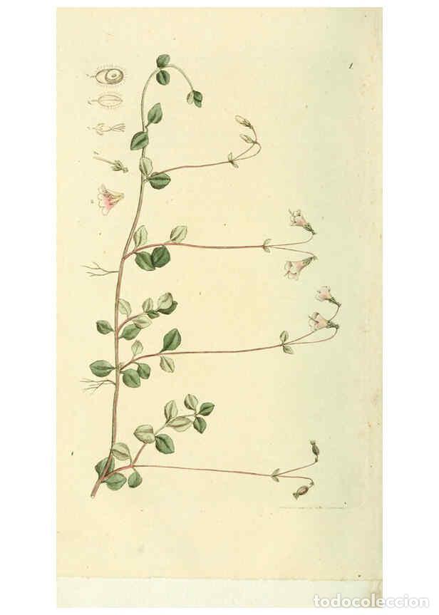 Collezionismo di Riviste e Giornali: Reproducci&oacute;n/Reproduction 6120311694: Svensk botanik. v.1. Stockholm :Tryckt hos C. Del&eacute;n,1802-[1843