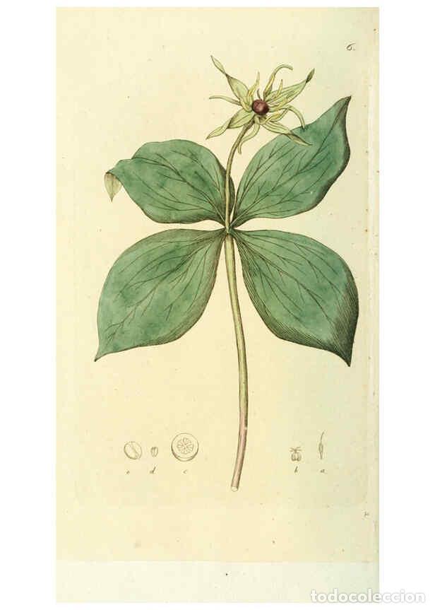 Collezionismo di Riviste e Giornali: Reproducci&oacute;n/Reproduction 6119769839: Svensk botanik. v.1. Stockholm :Tryckt hos C. Del&eacute;n,1802-[1843