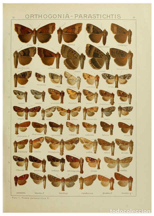 Collezionismo di Riviste e Giornali: Reproducci&oacute;n/Reproduction 6119684869: The Macrolepidoptera of the world. v.3. plates Stuttgart,Seitz