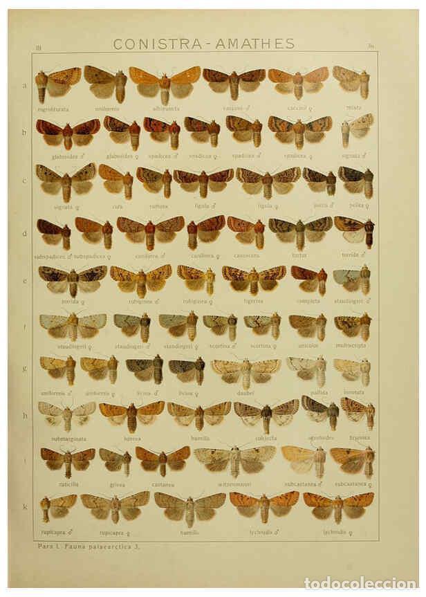 Collezionismo di Riviste e Giornali: Reproducci&oacute;n/Reproduction 6120227922: The Macrolepidoptera of the world. v.3. plates Stuttgart,Seitz
