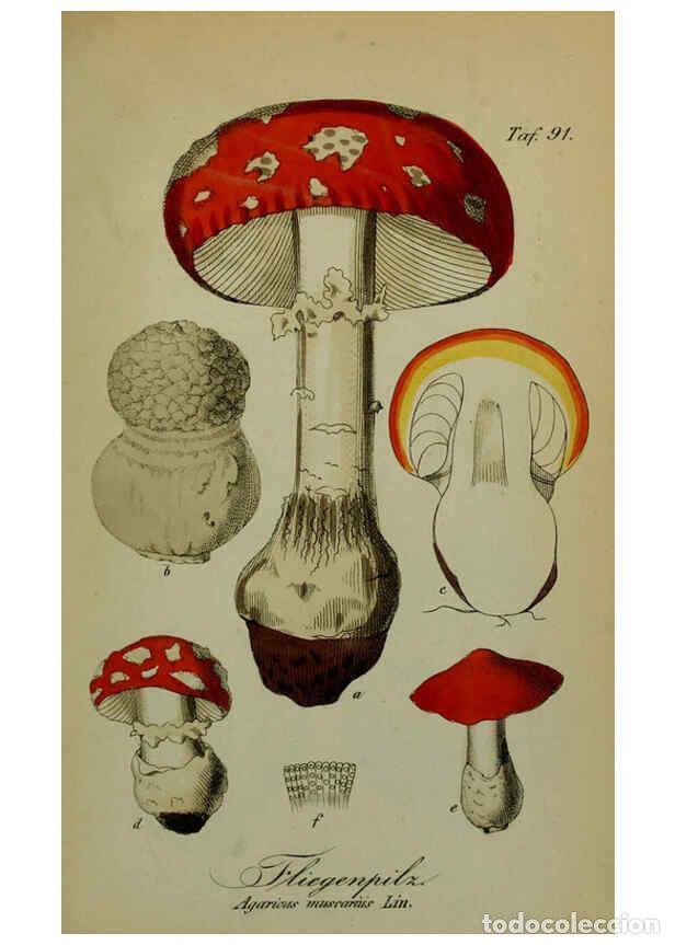 Collezionismo di Riviste e Giornali: Reproducci&oacute;n/Reproduction 6130867868: S&auml;mmtliche Giftgew&auml;chse Deutschlands Leipzig :F. Voight,1854 -