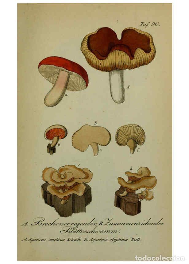 Collezionismo di Riviste e Giornali: Reproducci&oacute;n/Reproduction 6130319217: S&auml;mmtliche Giftgew&auml;chse Deutschlands Leipzig :F. Voight,1854 -