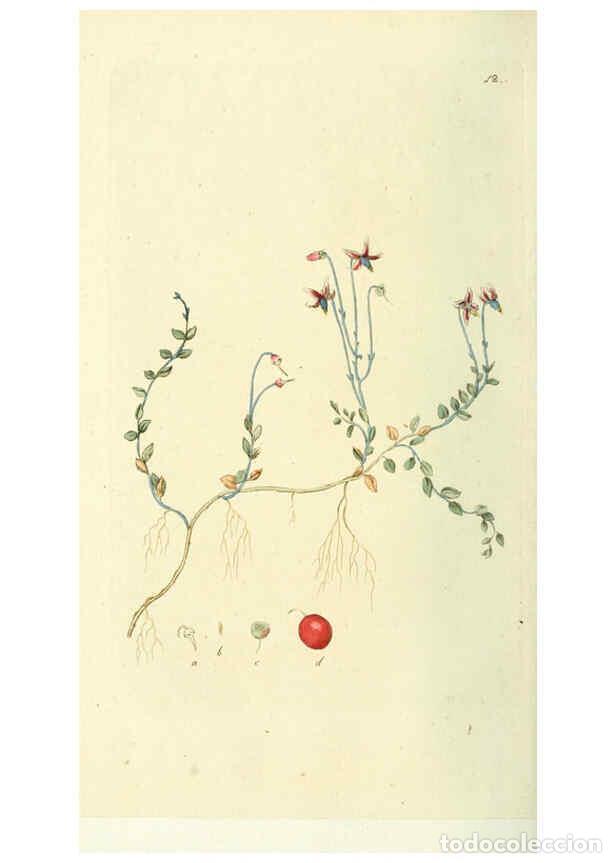 Collezionismo di Riviste e Giornali: Reproducci&oacute;n/Reproduction 6120314808: Svensk botanik. v.1. Stockholm :Tryckt hos C. Del&eacute;n,1802-[1843