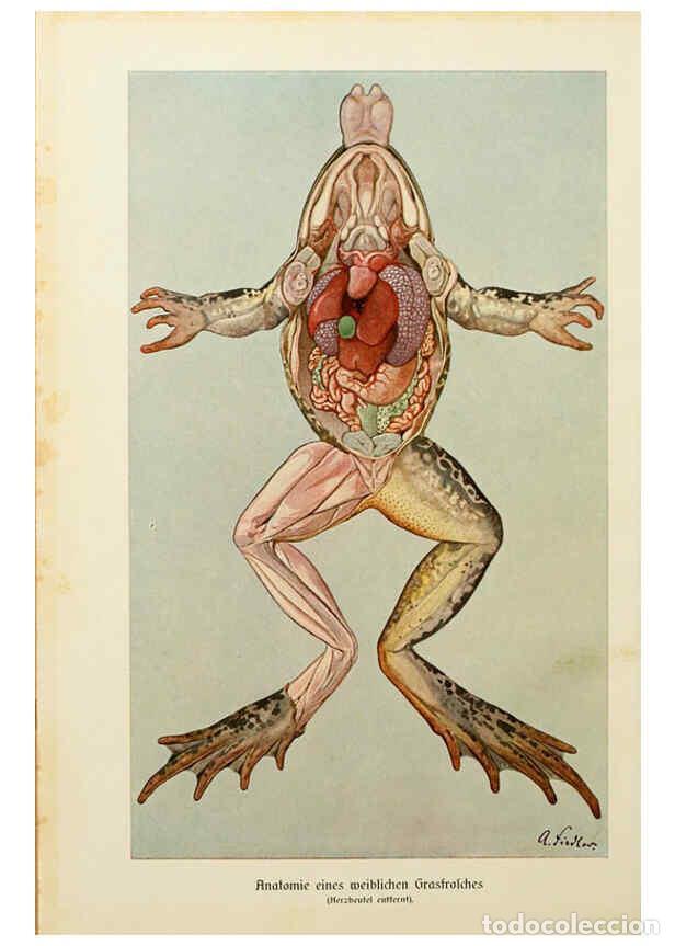 Collezionismo di Riviste e Giornali: Reproducci&oacute;n/Reproduction 6140216962: Brehms Tierleben. Bd.1 Leipzig,Bibliographisches Institut,1911