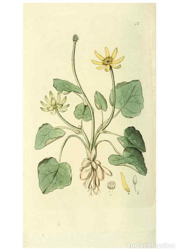 Collezionismo di Riviste e Giornali: Reproducci&oacute;n/Reproduction 6120316238: Svensk botanik. v.1. Stockholm :Tryckt hos C. Del&eacute;n,1802-[1843