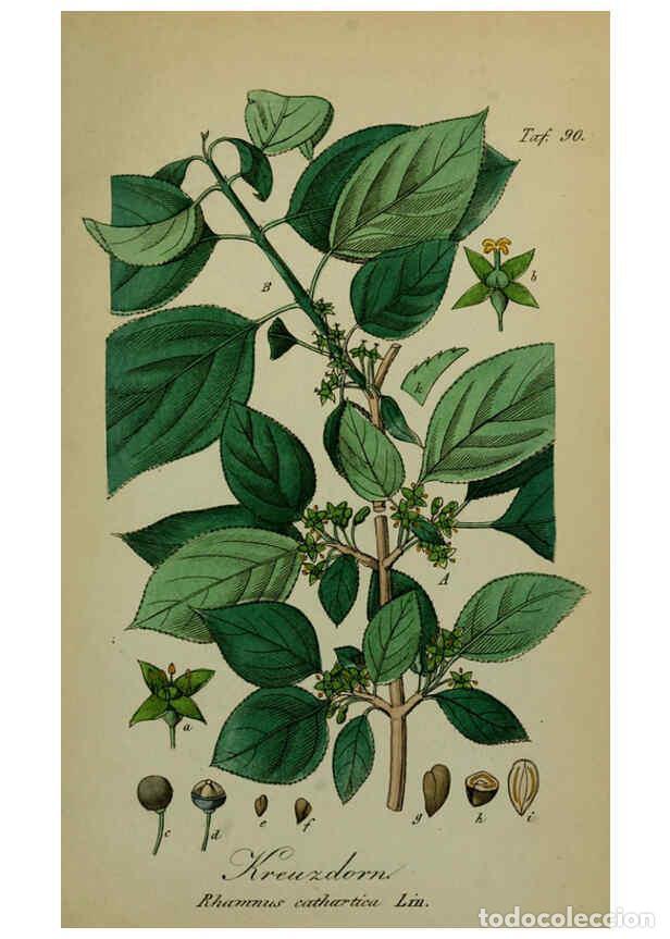 Collezionismo di Riviste e Giornali: Reproducci&oacute;n/Reproduction 6130317641: S&auml;mmtliche Giftgew&auml;chse Deutschlands Leipzig :F. Voight,1854 -