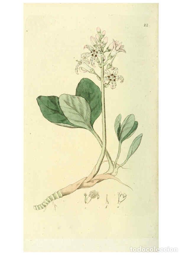 Collezionismo di Riviste e Giornali: Reproducci&oacute;n/Reproduction 6119774237: Svensk botanik. v.1. Stockholm :Tryckt hos C. Del&eacute;n,1802-[1843