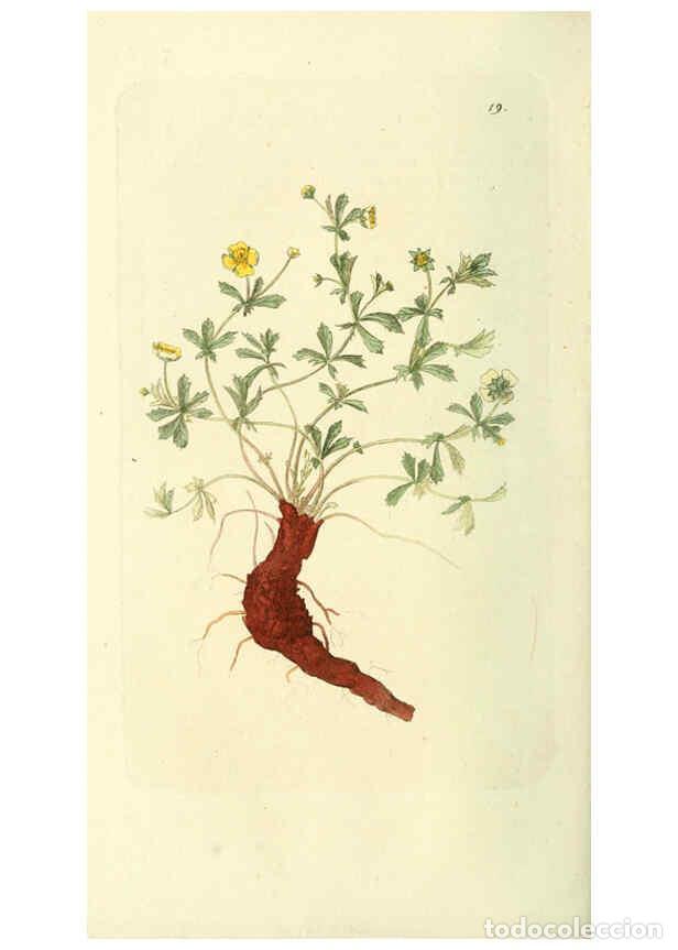 Collezionismo di Riviste e Giornali: Reproducci&oacute;n/Reproduction 6119773387: Svensk botanik. v.1. Stockholm :Tryckt hos C. Del&eacute;n,1802-[1843