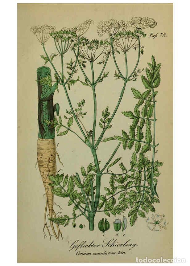 Collezionismo di Riviste e Giornali: Reproducci&oacute;n/Reproduction 6130862046: S&auml;mmtliche Giftgew&auml;chse Deutschlands Leipzig :F. Voight,1854 -