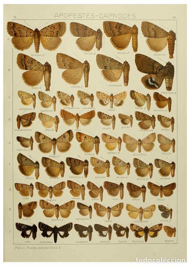 Collezionismo di Riviste e Giornali: Reproducci&oacute;n/Reproduction 6120234060: The Macrolepidoptera of the world. v.3. plates Stuttgart,Seitz