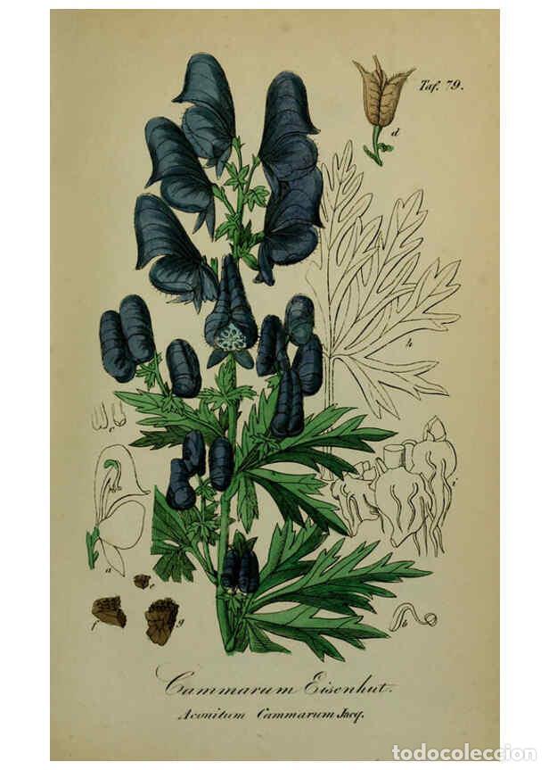 Collezionismo di Riviste e Giornali: Reproducci&oacute;n/Reproduction 6130313709: S&auml;mmtliche Giftgew&auml;chse Deutschlands Leipzig :F. Voight,1854 -