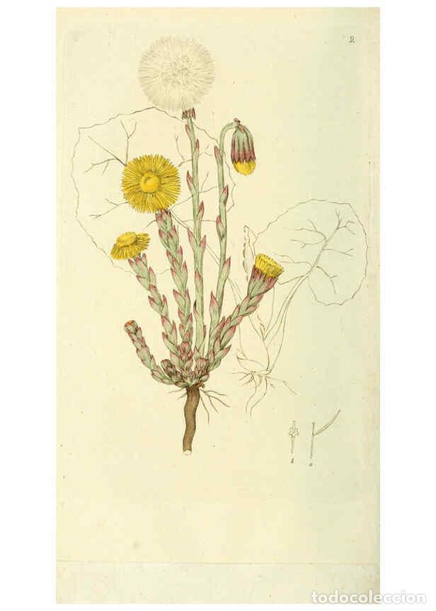 Collezionismo di Riviste e Giornali: Reproducci&oacute;n/Reproduction 6119768617: Svensk botanik. v.1. Stockholm :Tryckt hos C. Del&eacute;n,1802-[1843