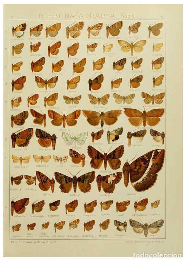 Collezionismo di Riviste e Giornali: Reproducci&oacute;n/Reproduction 6120235390: The Macrolepidoptera of the world. v.3. plates Stuttgart,Seitz