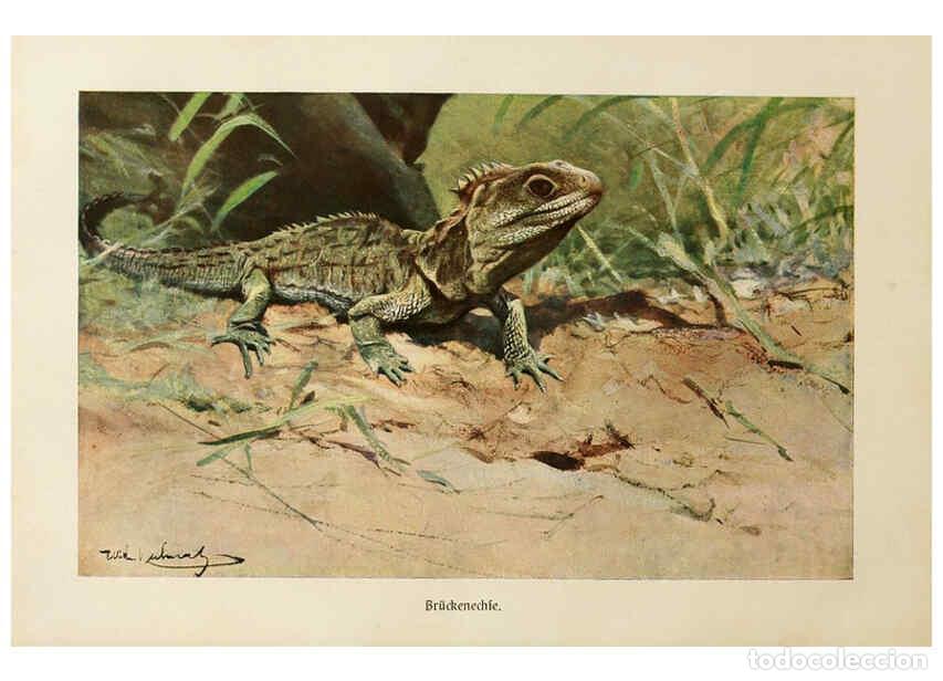 Collezionismo di Riviste e Giornali: Reproducci&oacute;n/Reproduction 6139671699: Brehms Tierleben. Bd.1 Leipzig,Bibliographisches Institut,1911