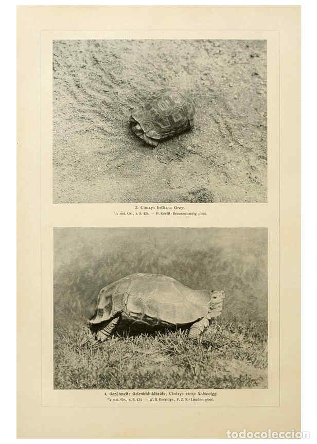 Collezionismo di Riviste e Giornali: Reproducci&oacute;n/Reproduction 6139672583: Brehms Tierleben. Bd.1 Leipzig,Bibliographisches Institut,1911