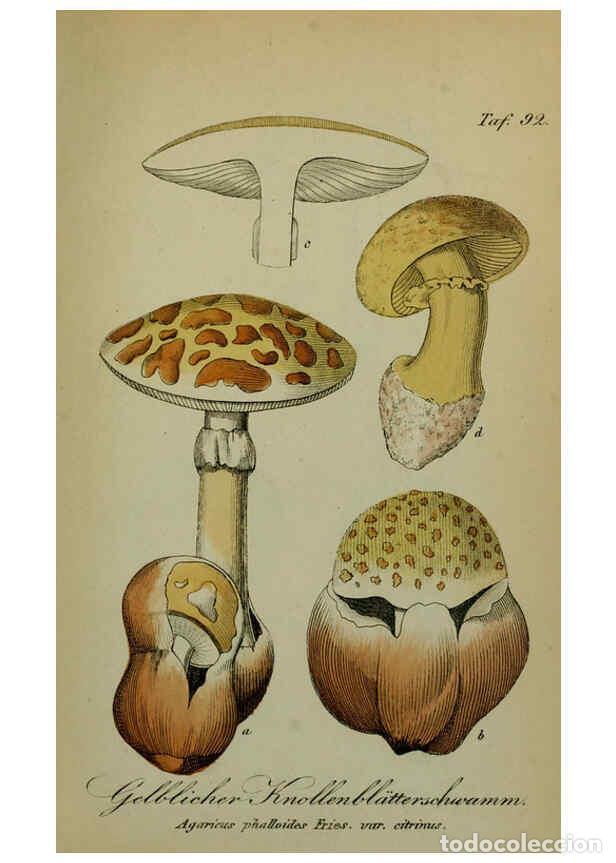 Collezionismo di Riviste e Giornali: Reproducci&oacute;n/Reproduction 6130868190: S&auml;mmtliche Giftgew&auml;chse Deutschlands Leipzig :F. Voight,1854 -