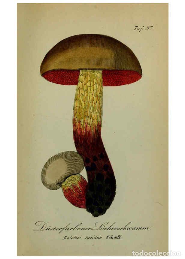 Collezionismo di Riviste e Giornali: Reproducci&oacute;n/Reproduction 6130869454: S&auml;mmtliche Giftgew&auml;chse Deutschlands Leipzig :F. Voight,1854 -