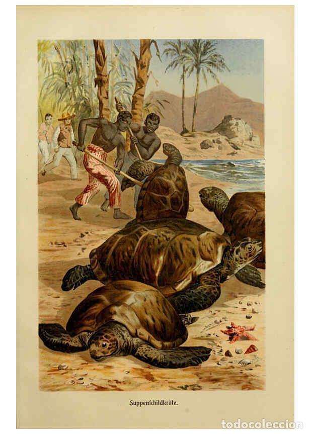 Collezionismo di Riviste e Giornali: Reproducci&oacute;n/Reproduction 6139673727: Brehms Tierleben. Bd.1 Leipzig,Bibliographisches Institut,1911