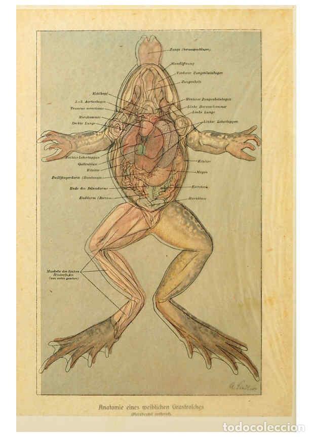 Collezionismo di Riviste e Giornali: Reproducci&oacute;n/Reproduction 6140217188: Brehms Tierleben. Bd.1 Leipzig,Bibliographisches Institut,1911