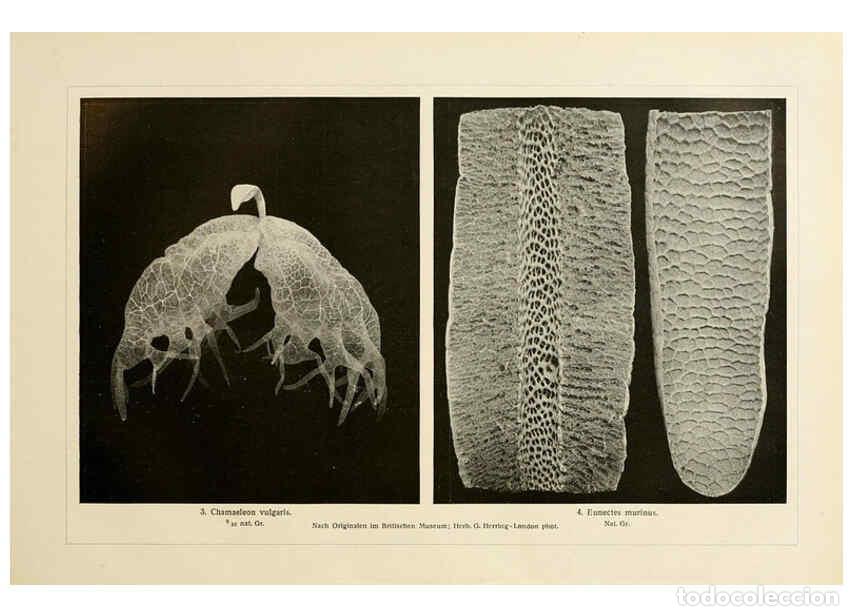 Collezionismo di Riviste e Giornali: Reproducci&oacute;n/Reproduction 6139671131: Brehms Tierleben. Bd.1 Leipzig,Bibliographisches Institut,1911