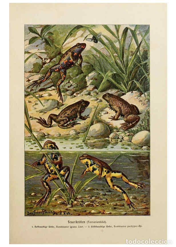 Collezionismo di Riviste e Giornali: Reproducci&oacute;n/Reproduction 6140219126: Brehms Tierleben. Bd.1 Leipzig,Bibliographisches Institut,1911