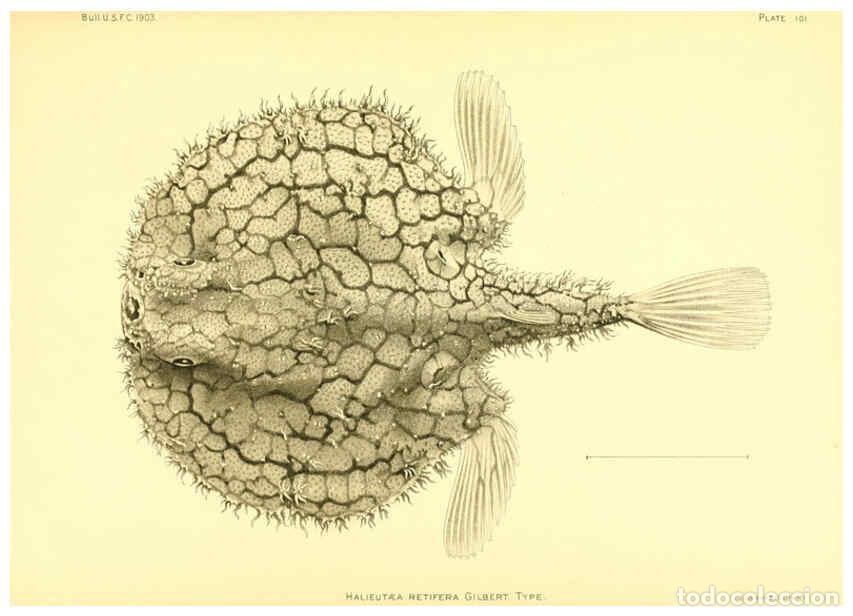 Sammeln von Zeitschriften und Zeitungen: Reproducci&oacute;n/Reproduction 6130287040: The deep-sea fishes [of the Hawaiian Islands] Washington,Govt.
