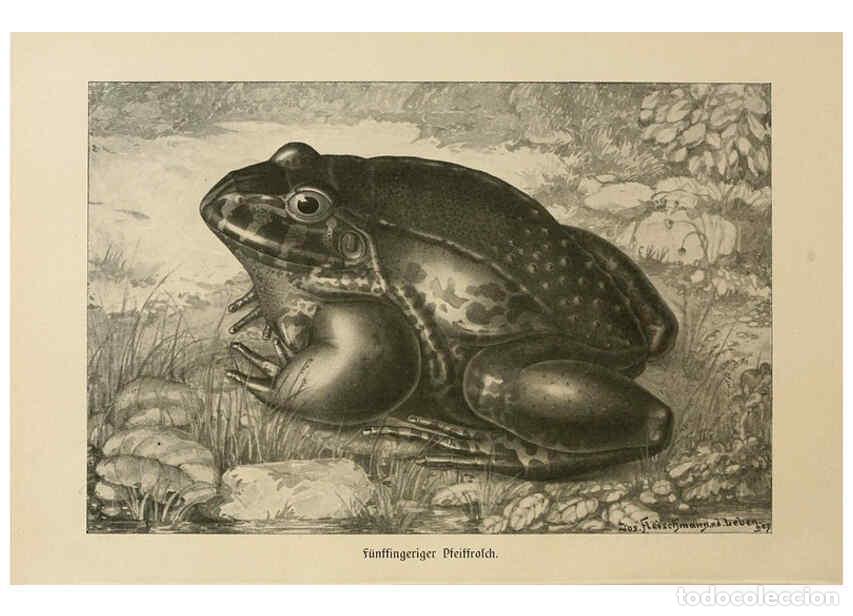 Sammeln von Zeitschriften und Zeitungen: Reproducci&oacute;n/Reproduction 6140220102: Brehms Tierleben. Bd.1 Leipzig,Bibliographisches Institut,1911