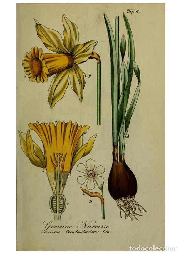 Sammeln von Zeitschriften und Zeitungen: Reproducci&oacute;n/Reproduction 6130842726: S&auml;mmtliche Giftgew&auml;chse Deutschlands Leipzig :F. Voight,1854 -