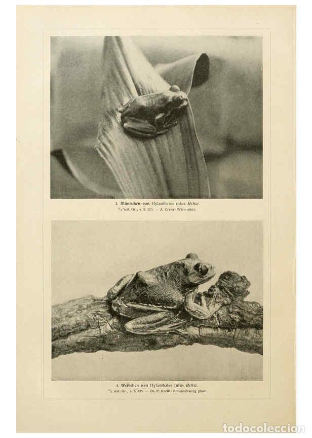 Sammeln von Zeitschriften und Zeitungen: Reproducci&oacute;n/Reproduction 6139670269: Brehms Tierleben. Bd.1 Leipzig,Bibliographisches Institut,1911