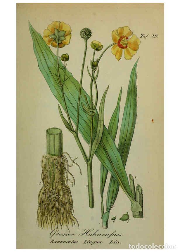 Sammeln von Zeitschriften und Zeitungen: Reproducci&oacute;n/Reproduction 6130299293: S&auml;mmtliche Giftgew&auml;chse Deutschlands Leipzig :F. Voight,1854 -