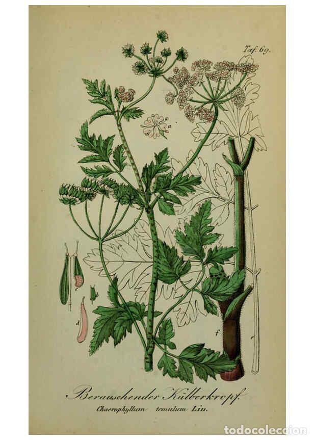 Sammeln von Zeitschriften und Zeitungen: Reproducci&oacute;n/Reproduction 6130310747: S&auml;mmtliche Giftgew&auml;chse Deutschlands Leipzig :F. Voight,1854 -