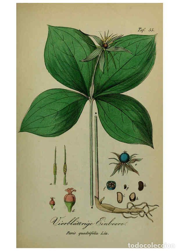 Sammeln von Zeitschriften und Zeitungen: Reproducci&oacute;n/Reproduction 6130857030: S&auml;mmtliche Giftgew&auml;chse Deutschlands Leipzig :F. Voight,1854 -