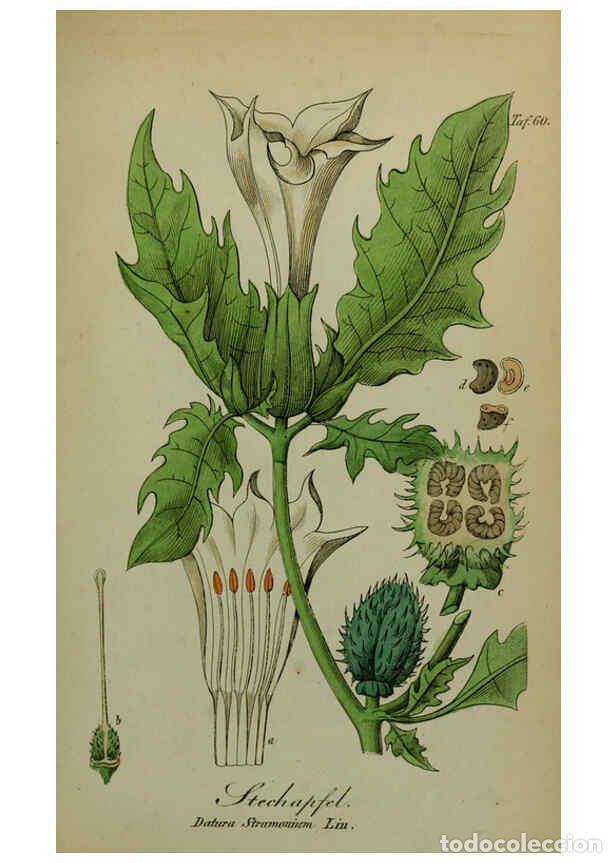 Sammeln von Zeitschriften und Zeitungen: Reproducci&oacute;n/Reproduction 6130308275: S&auml;mmtliche Giftgew&auml;chse Deutschlands Leipzig :F. Voight,1854 -