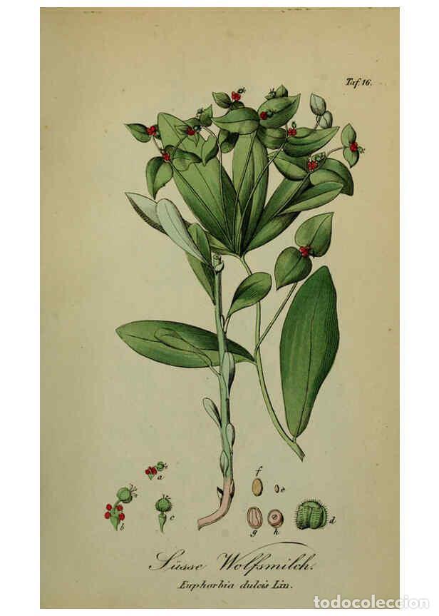 Sammeln von Zeitschriften und Zeitungen: Reproducci&oacute;n/Reproduction 6130295607: S&auml;mmtliche Giftgew&auml;chse Deutschlands Leipzig :F. Voight,1854 -