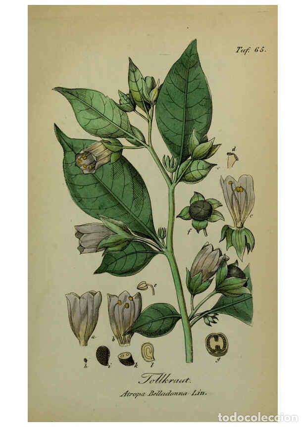 Sammeln von Zeitschriften und Zeitungen: Reproducci&oacute;n/Reproduction 6130859578: S&auml;mmtliche Giftgew&auml;chse Deutschlands Leipzig :F. Voight,1854 -