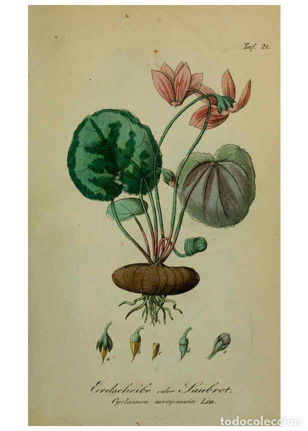 Sammeln von Zeitschriften und Zeitungen: Reproducci&oacute;n/Reproduction 6130846414: S&auml;mmtliche Giftgew&auml;chse Deutschlands Leipzig :F. Voight,1854 -