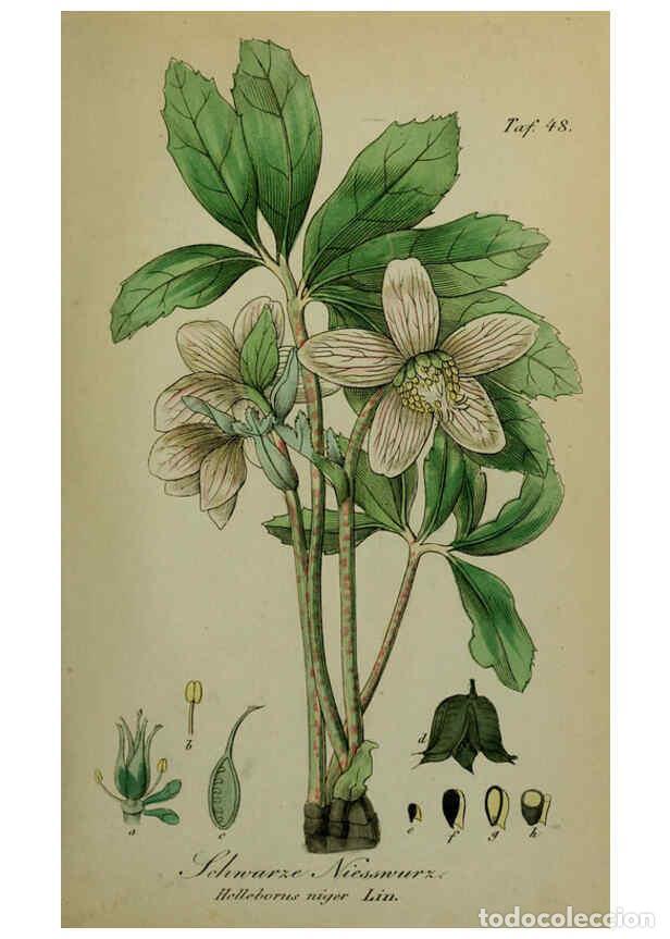 Sammeln von Zeitschriften und Zeitungen: Reproducci&oacute;n/Reproduction 6130854872: S&auml;mmtliche Giftgew&auml;chse Deutschlands Leipzig :F. Voight,1854 -