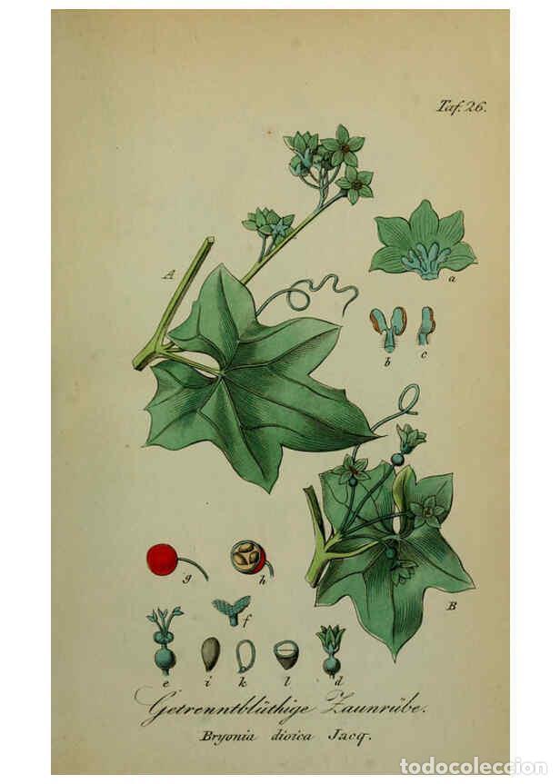 Sammeln von Zeitschriften und Zeitungen: Reproducci&oacute;n/Reproduction 6130848064: S&auml;mmtliche Giftgew&auml;chse Deutschlands Leipzig :F. Voight,1854 -