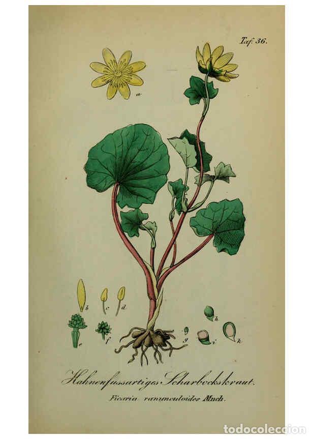 Sammeln von Zeitschriften und Zeitungen: Reproducci&oacute;n/Reproduction 6130301407: S&auml;mmtliche Giftgew&auml;chse Deutschlands Leipzig :F. Voight,1854 -