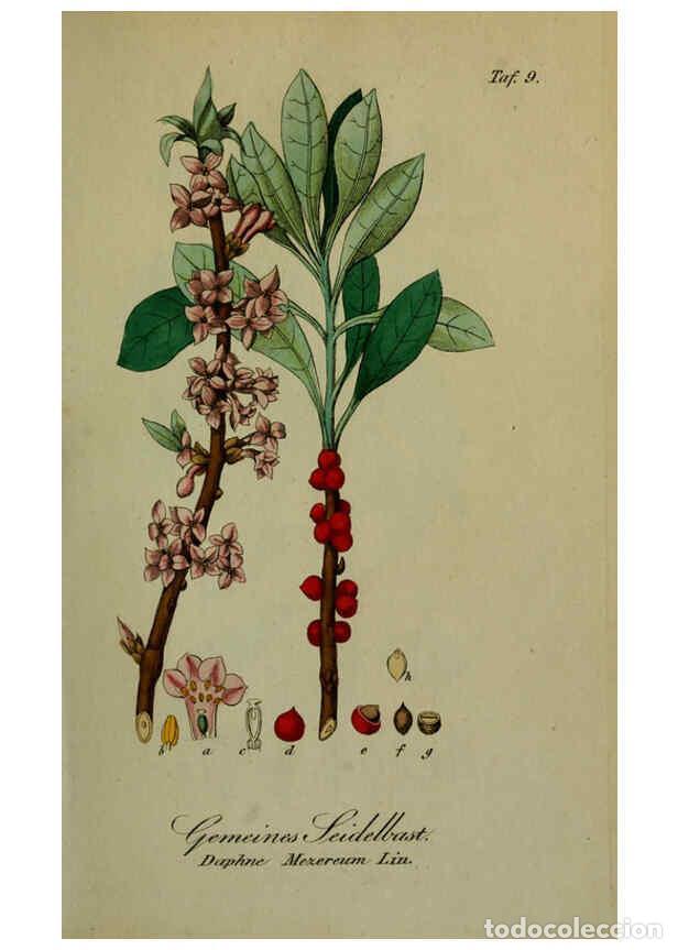 Sammeln von Zeitschriften und Zeitungen: Reproducci&oacute;n/Reproduction 6130843446: S&auml;mmtliche Giftgew&auml;chse Deutschlands Leipzig :F. Voight,1854 -