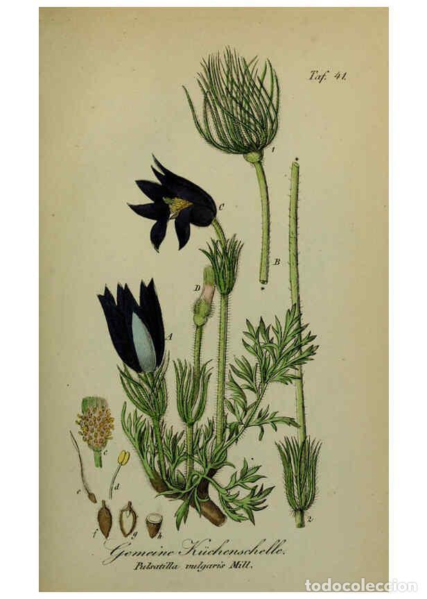 Sammeln von Zeitschriften und Zeitungen: Reproducci&oacute;n/Reproduction 6130852696: S&auml;mmtliche Giftgew&auml;chse Deutschlands Leipzig :F. Voight,1854 -