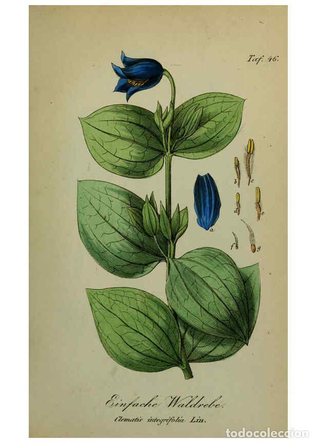 Sammeln von Zeitschriften und Zeitungen: Reproducci&oacute;n/Reproduction 6130853960: S&auml;mmtliche Giftgew&auml;chse Deutschlands Leipzig :F. Voight,1854 -