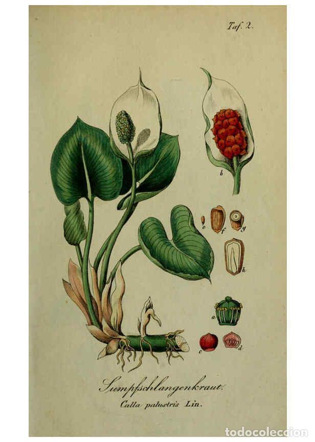 Sammeln von Zeitschriften und Zeitungen: Reproducci&oacute;n/Reproduction 6130839068: S&auml;mmtliche Giftgew&auml;chse Deutschlands Leipzig :F. Voight,1854 -