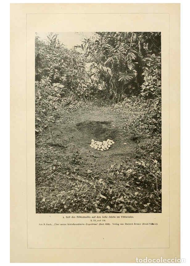 Sammeln von Zeitschriften und Zeitungen: Reproducci&oacute;n/Reproduction 6139675241: Brehms Tierleben. Bd.1 Leipzig,Bibliographisches Institut,1911