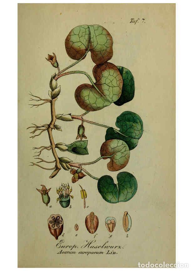 Sammeln von Zeitschriften und Zeitungen: Reproducci&oacute;n/Reproduction 6130293469: S&auml;mmtliche Giftgew&auml;chse Deutschlands Leipzig :F. Voight,1854 -