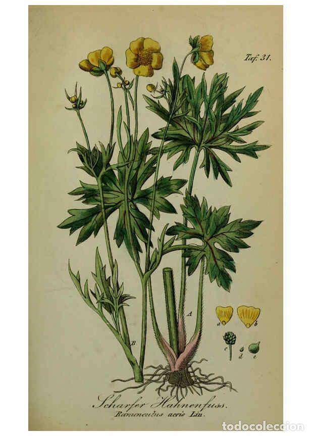 Sammeln von Zeitschriften und Zeitungen: Reproducci&oacute;n/Reproduction 6130299809: S&auml;mmtliche Giftgew&auml;chse Deutschlands Leipzig :F. Voight,1854 -