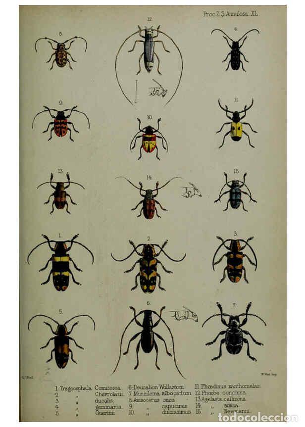 Sammeln von Zeitschriften und Zeitungen: Reproducci&oacute;n/Reproduction 6140324524: Proceedings of the Zoological Society of London. 1856 London :