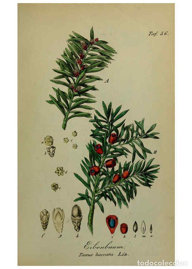 Sammeln von Zeitschriften und Zeitungen: Reproducci&oacute;n/Reproduction 6130857298: S&auml;mmtliche Giftgew&auml;chse Deutschlands Leipzig :F. Voight,1854 -